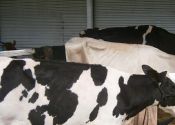 portfairy-show-cows.jpg